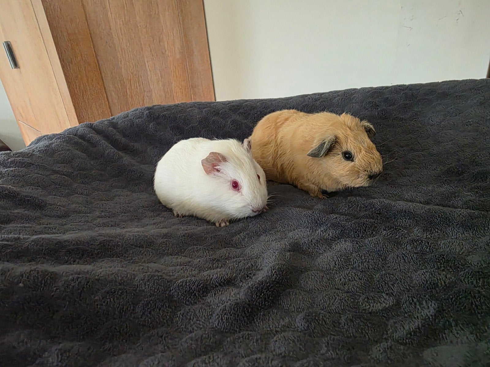 lieve jonge (california) cavia's: zeugjes en beertjes, Dieren en Toebehoren, Cavia, Meerdere dieren, Tam, September