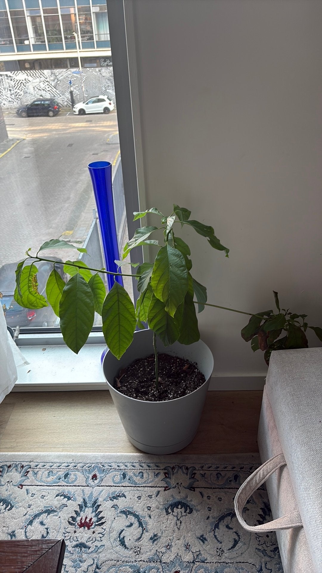 Avocado plant, Ophalen, Halfschaduw, Minder dan 100 cm