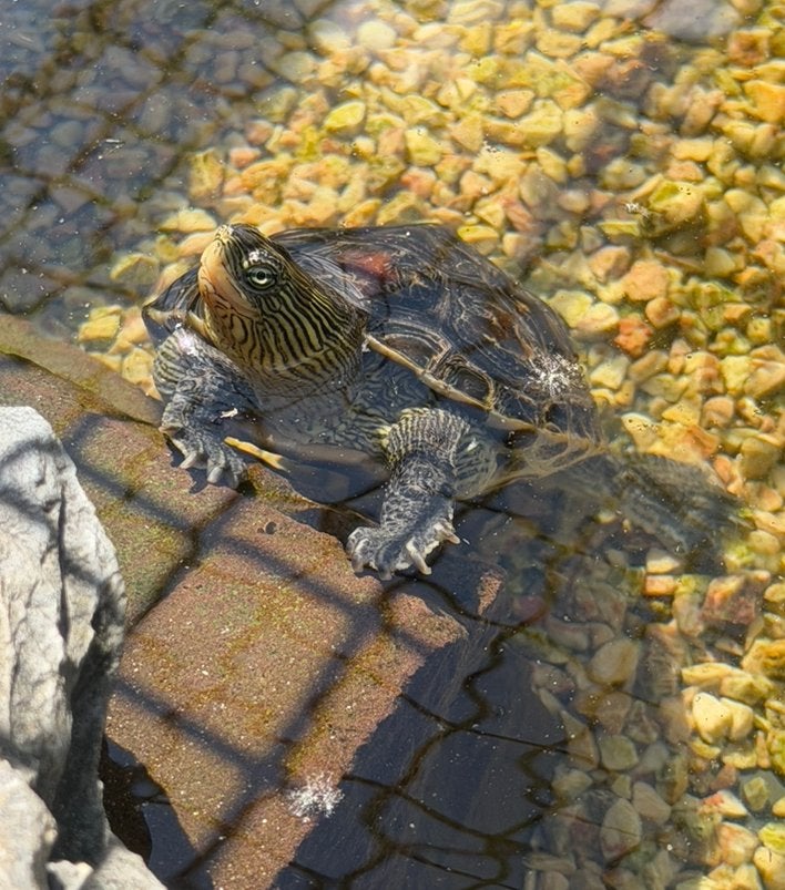 Te koop: Chinese streepnekschildpadden, Dieren en Toebehoren, Schildpad, Tam, 3 tot 6 jaar