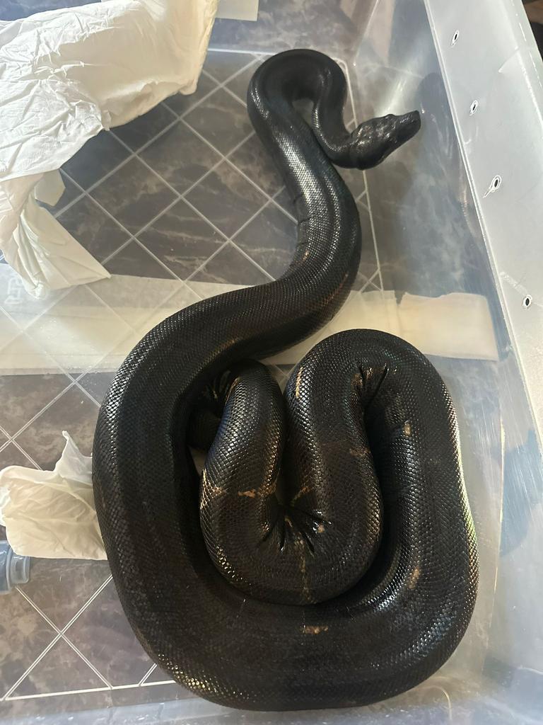 Boa Img jungle / longicauda .  Man.  2023. Inruil mogelijk. Boa Constrictor - male for sale from De Jong