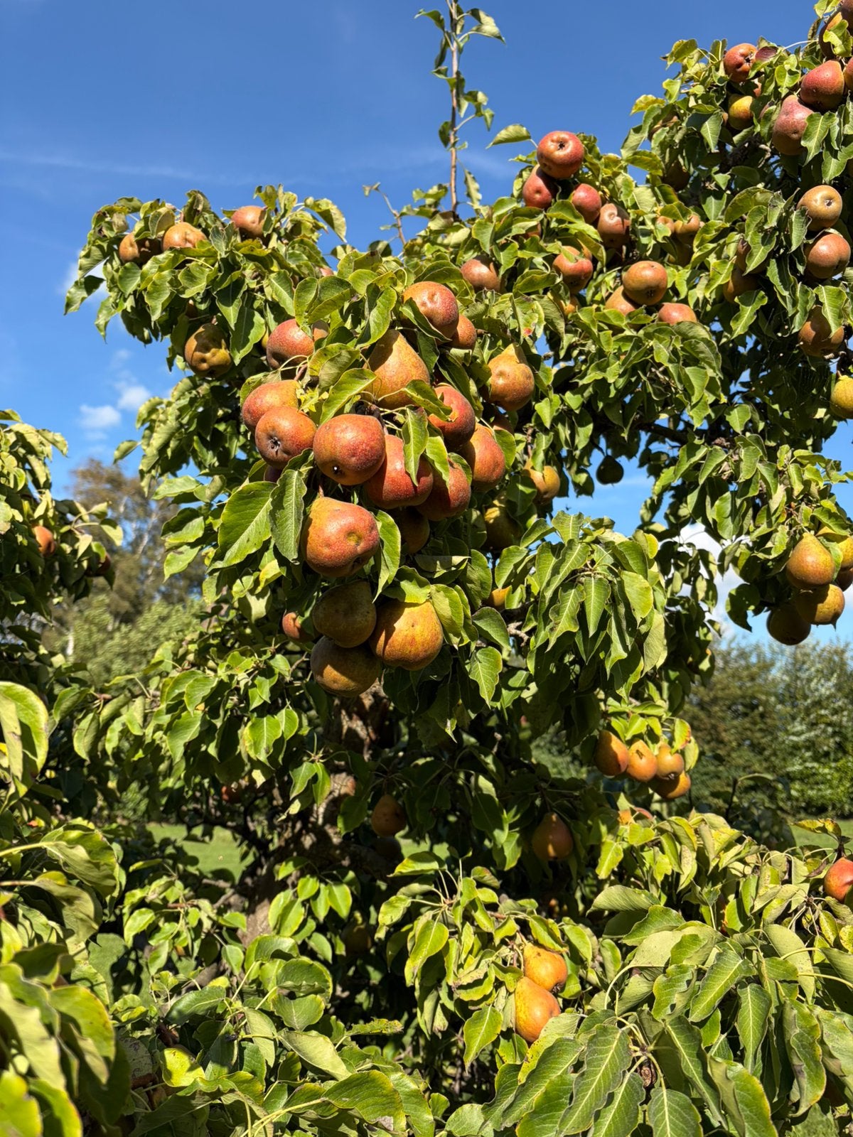 Onbespoten Gieser Wildeman Stoofperen, Tuin en Terras, Ophalen, Minder dan 100 cm, Overige soorten