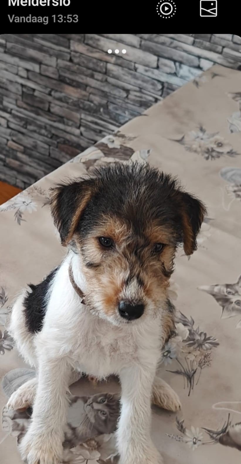 Fox terrier draadharig, Dieren en Toebehoren, 8 tot 15 weken, Meerdere, Meerdere dieren, Nederland