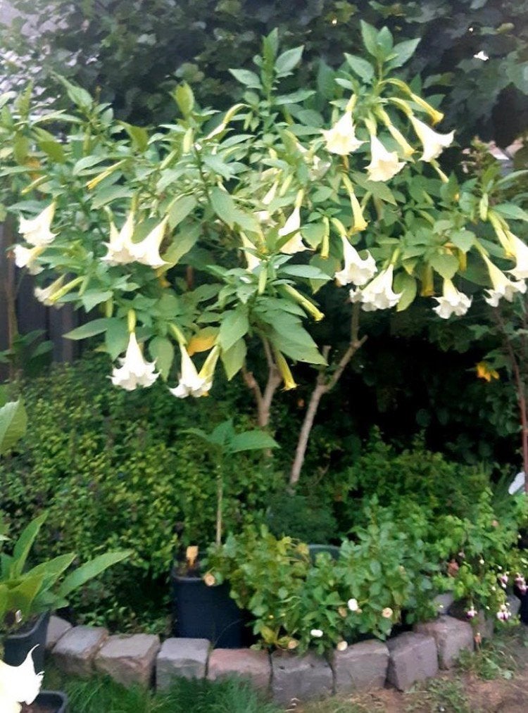 Brugmansia, diverse kleuren, Overige soorten, Minder dan 100 cm, Zomer, Ophalen