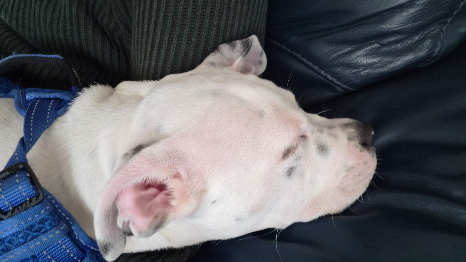 gouden mandje gezocht voor american bully, Dieren en Toebehoren, 15 weken tot 1 jaar, Reu, Eén hond, Nederland