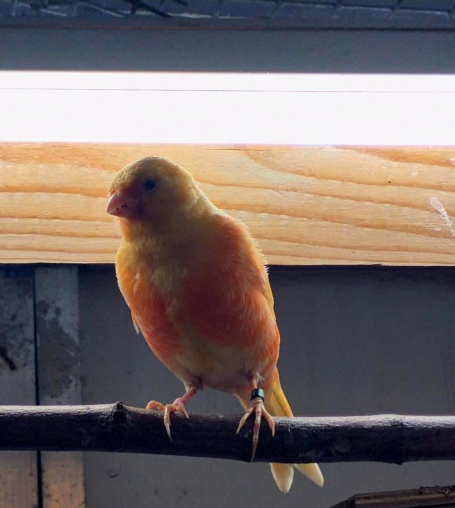 Jonge kanarie man, van 2026 . Correct geringd., Dieren en Toebehoren, Vogels | Kanaries, Mannelijk, Kleurkanarie