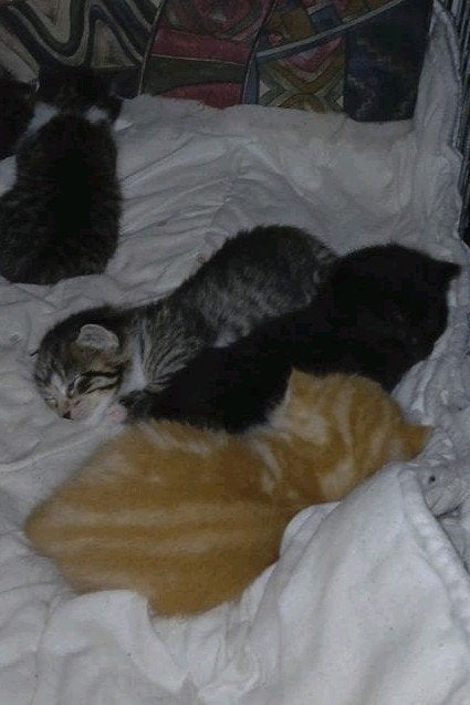 Kittens te koop, Meerdere dieren, Kortharig, 0 tot 2 jaar