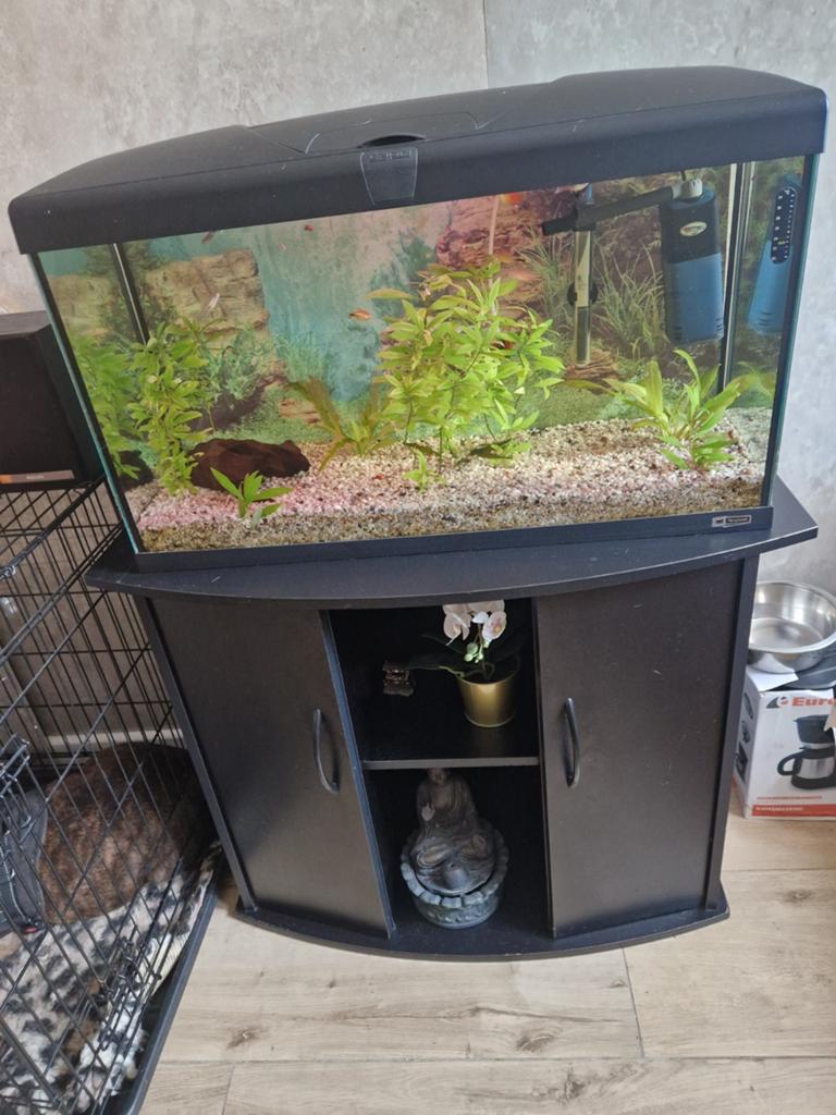 Te koop aquarium, Ophalen, Gevuld zoetwateraquarium