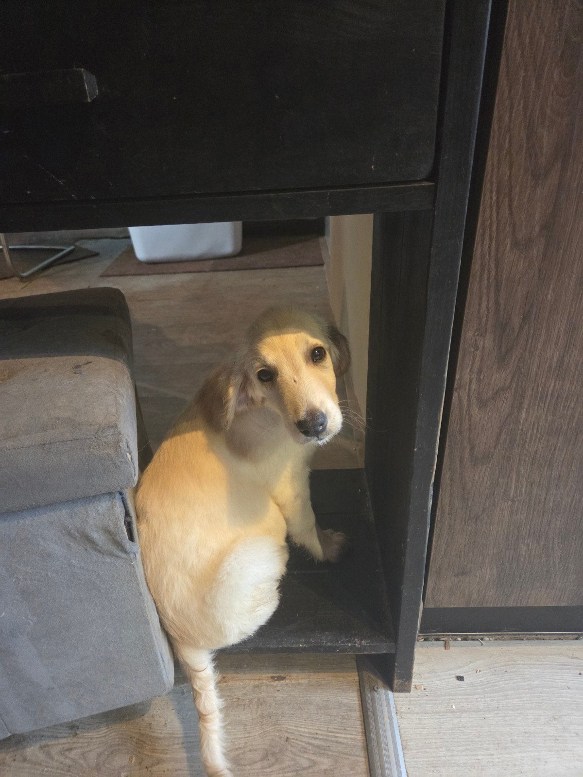 Te koop Flatcoated Retriever pup teefje, Overige rassen, 8 tot 15 weken, Teef, Parvo