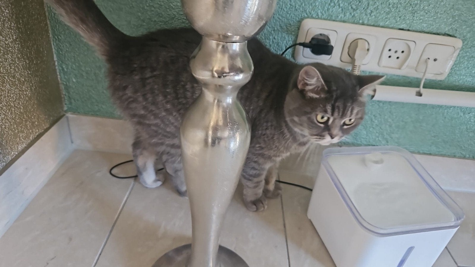 poes, Dieren en Toebehoren, Katten en Kittens | Raskatten | Korthaar, Poes