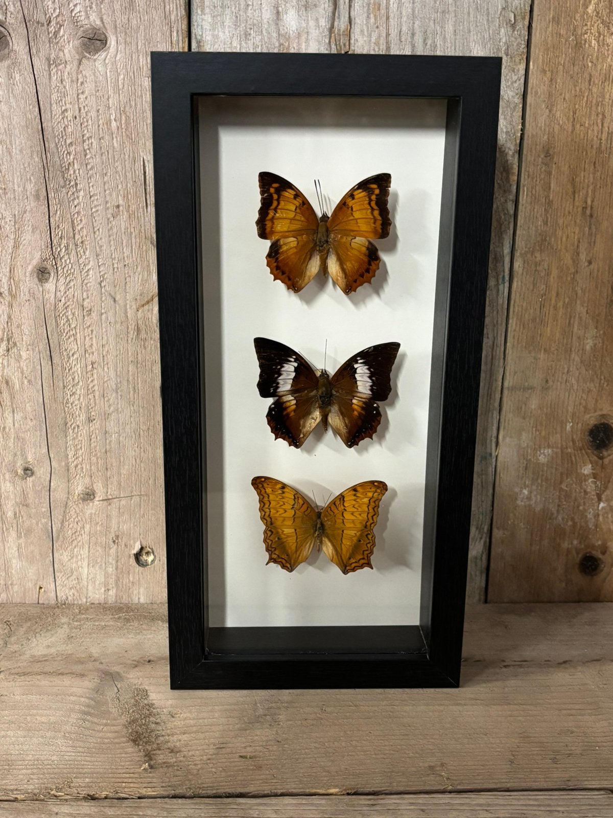 Mooie langwerpige lijst met drie bruine vlinders, Ophalen of Verzenden, Nieuw, Insect, Opgezet dier