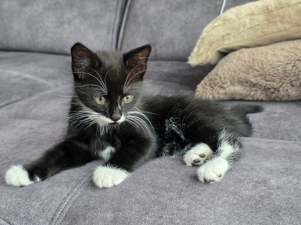 kitten, Dieren en Toebehoren, Poes, 0 tot 2 jaar