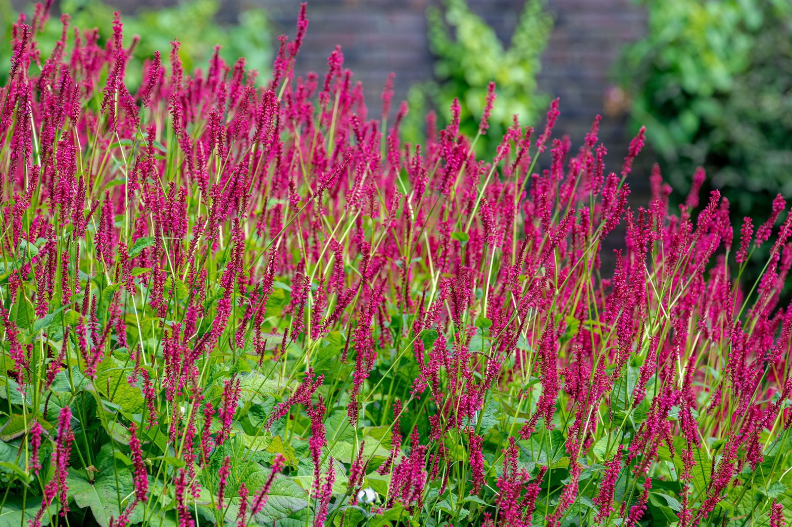 Persicaria amplexicaulis ‘Lisan’ | Duizendknoop, Ophalen of Verzenden, Overige soorten, Halfschaduw