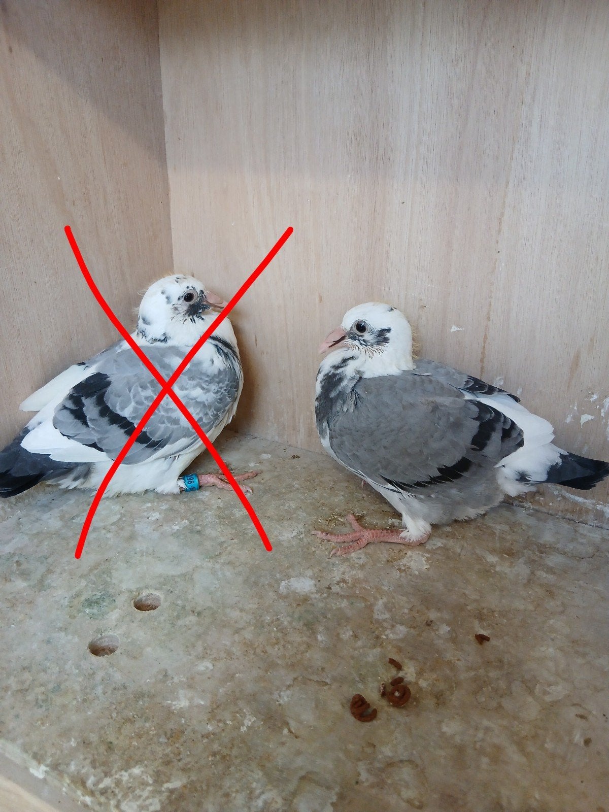 1 jonge duif Van de Bulck, Meerdere dieren, Postduif