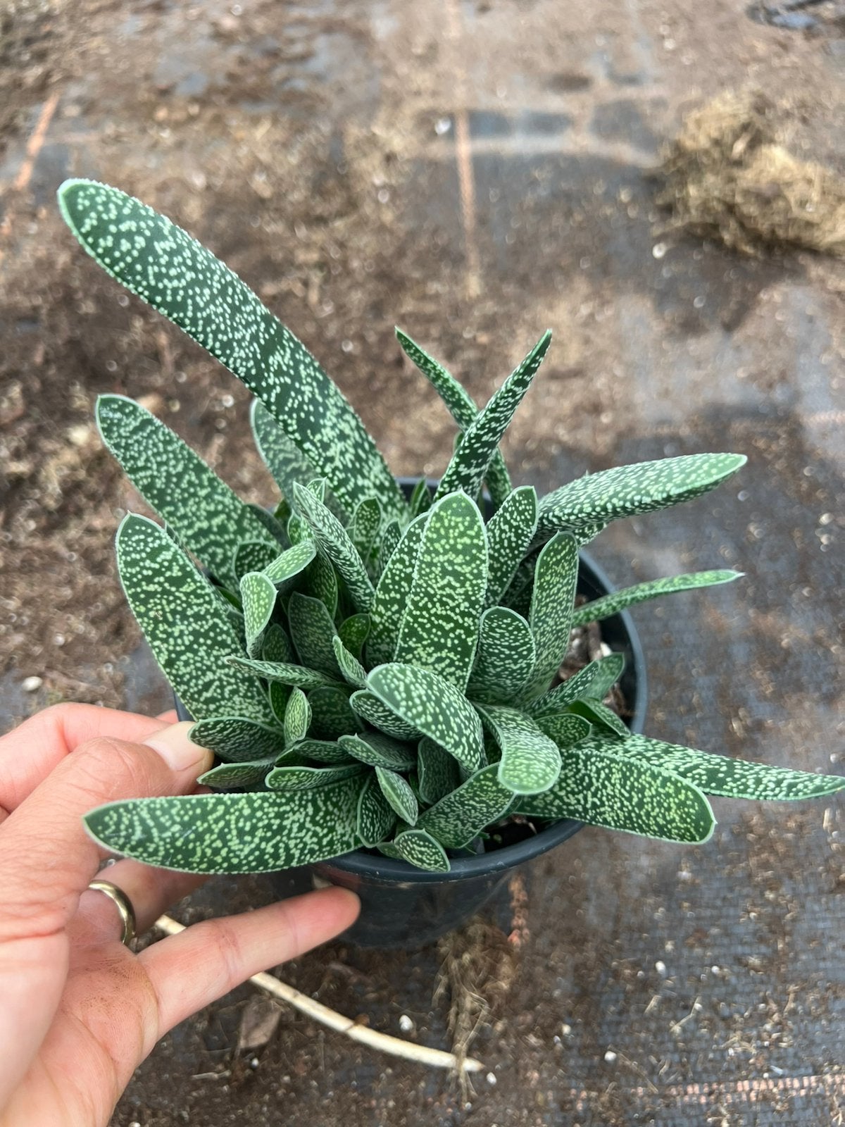 Gasteria pot12, Ophalen of Verzenden, Halfschaduw, Minder dan 100 cm