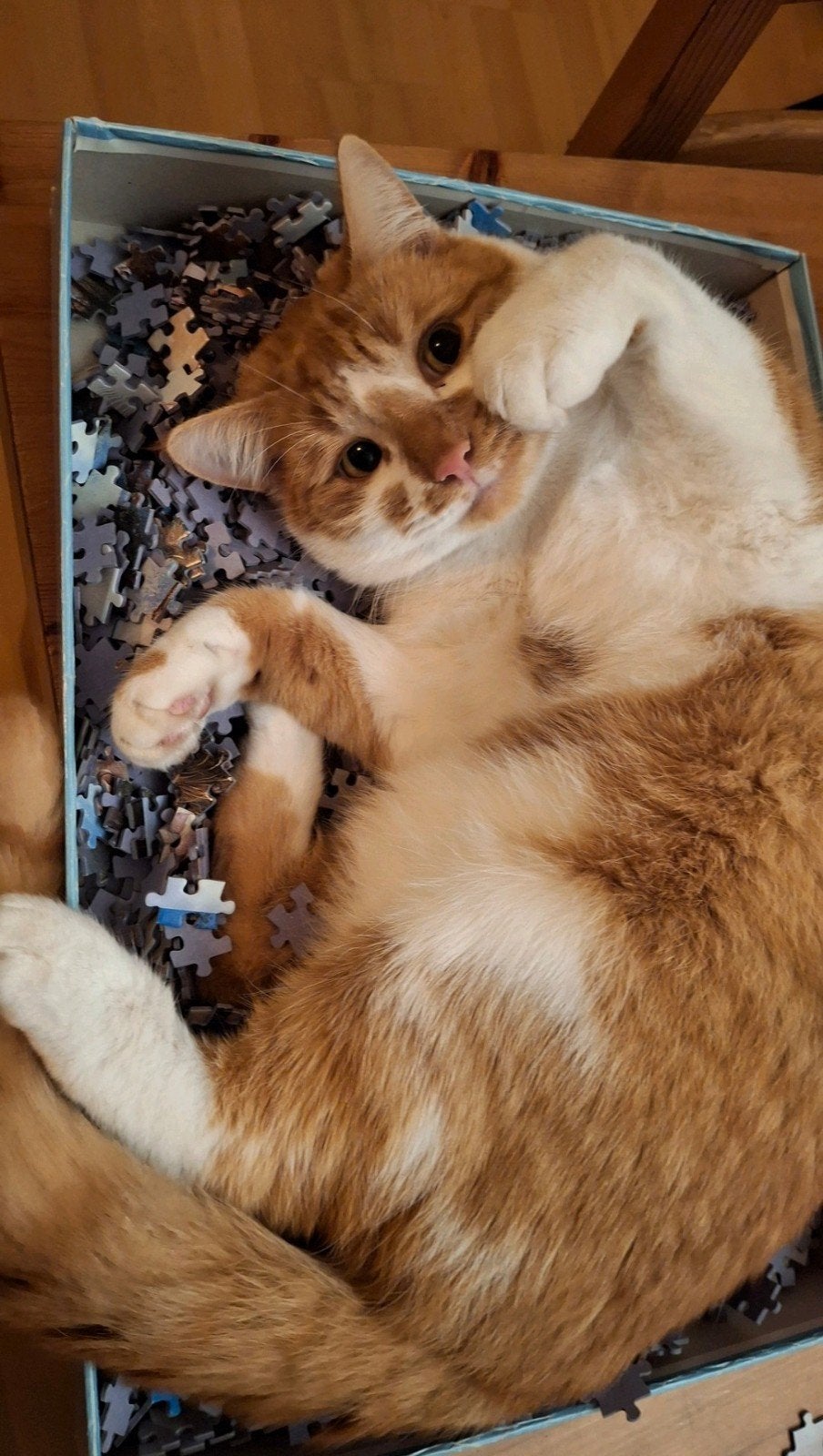 Kattenoppas gezocht november - bij jou of bij mij in huis, Dieren en Toebehoren, Kater, 0 tot 2 jaar