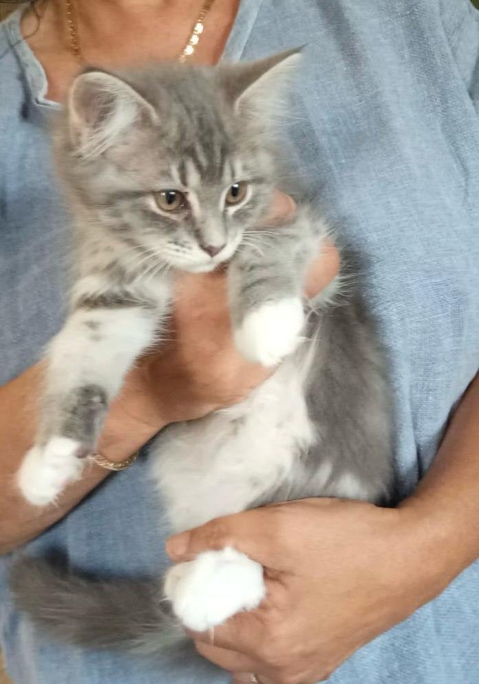 Raszuivere Maine Coon kittens, Dieren en Toebehoren, Meerdere dieren, Ontwormd, 0 tot 2 jaar