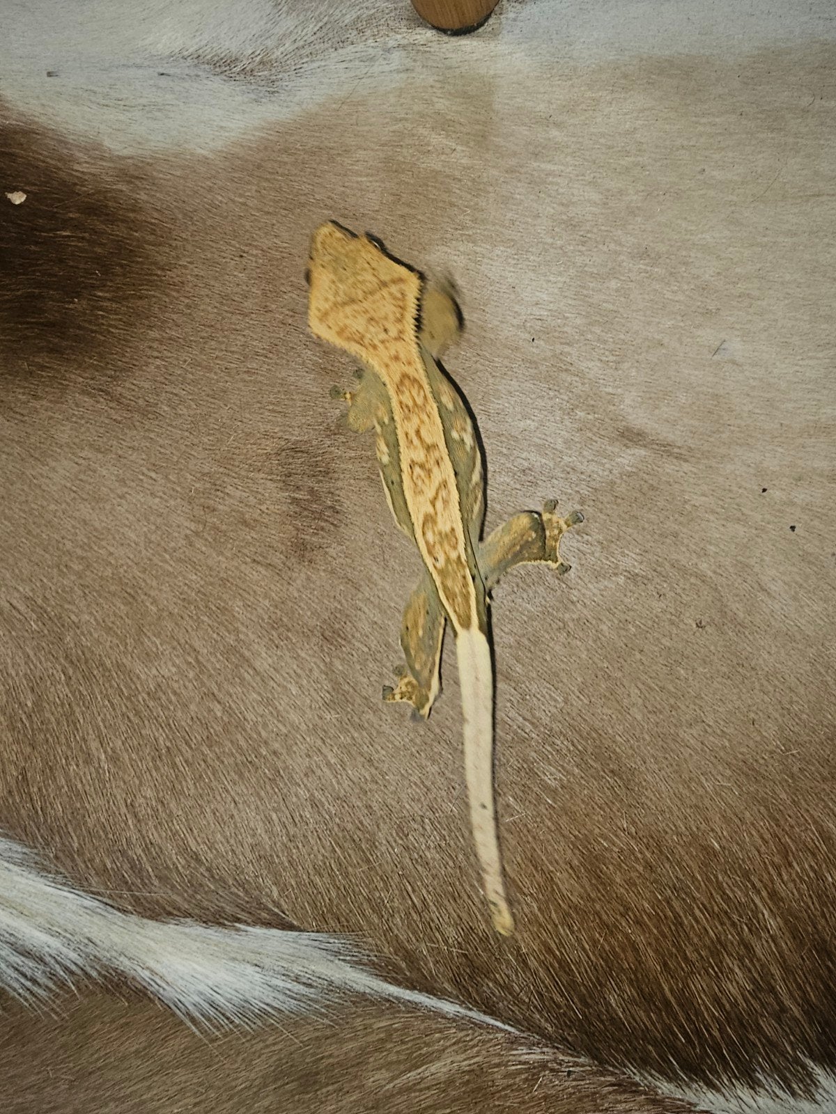 wimpergekko koppel (bewezen)! Correlophus ciliatus Crested Gecko - unknown for sale from Maarten
