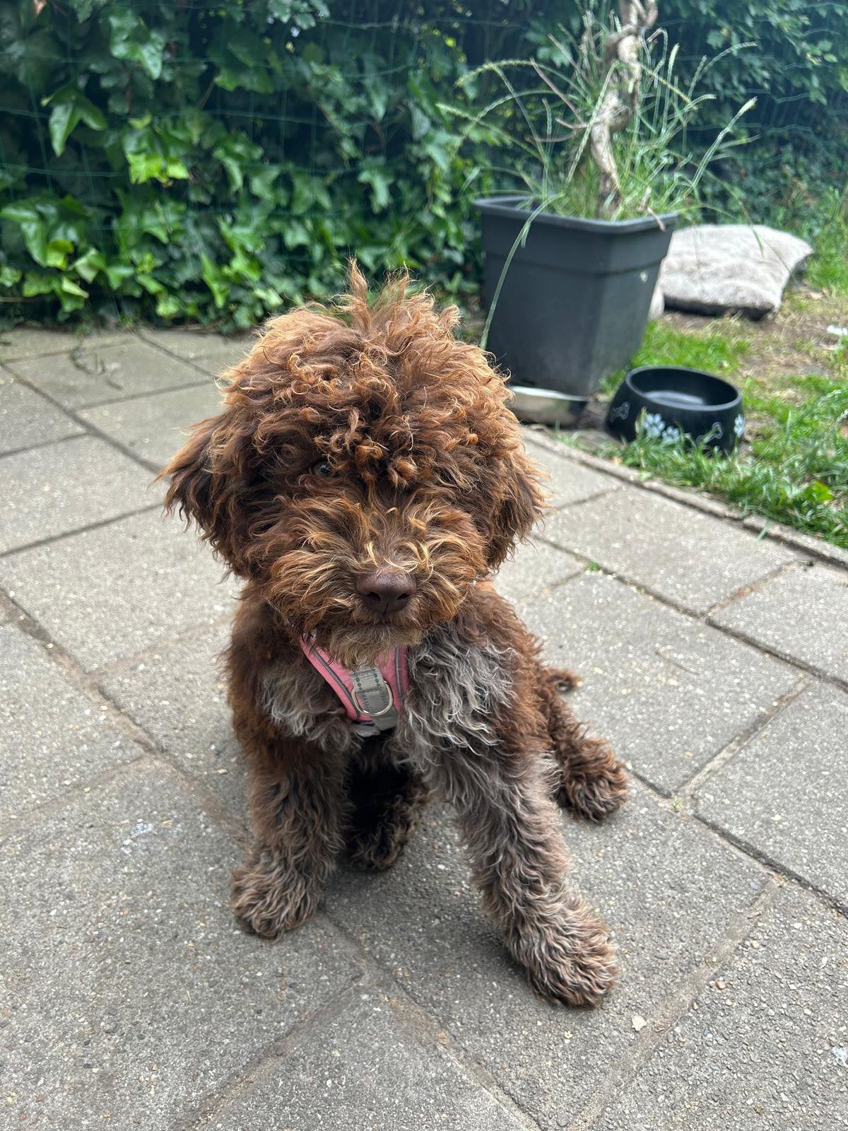 Lagotto romagnolo pups, Dieren en Toebehoren, Honden | Retrievers, Spaniëls en Waterhonden, Parvo, Overige rassen, 8 tot 15 weken