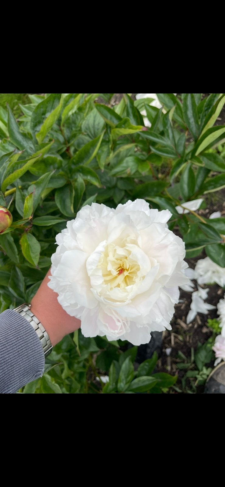 Shirley temple pioenrozen stekken, Tuin en Terras, Overige soorten, Volle zon, Vaste plant, Verzenden