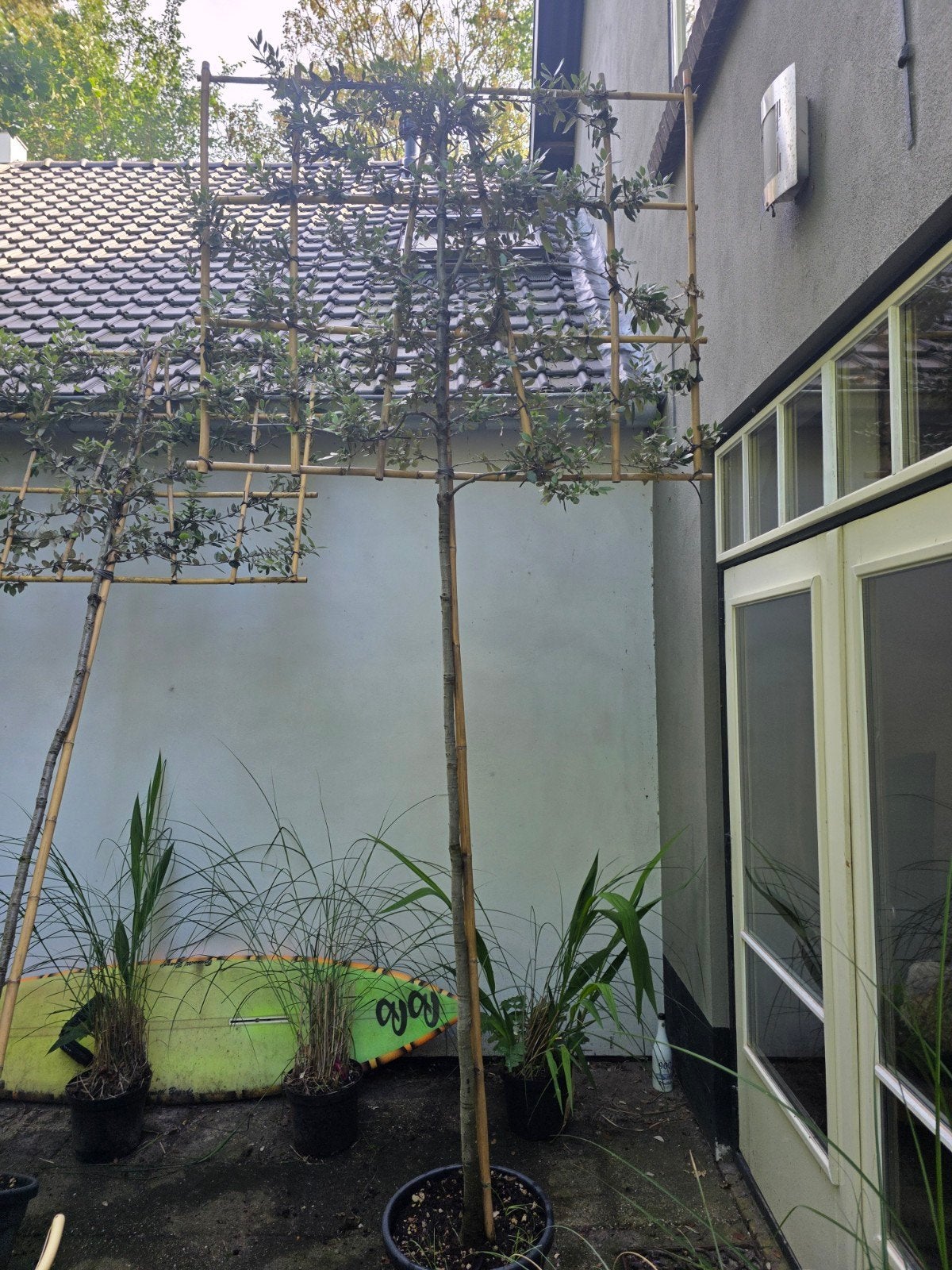 Steeneik, leiboom | Quercus ilex prijs per boom, Overige soorten, Vaste plant, Ophalen of Verzenden, Halfschaduw