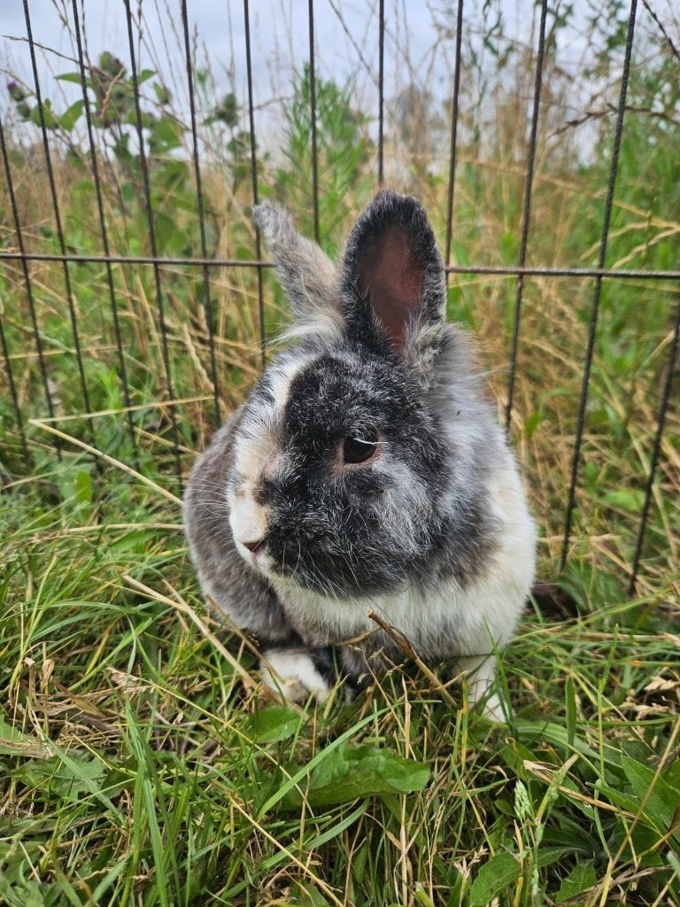 Bactri zoekt een huisje (gecastreerd & gevaccineerd konijn), Dieren en Toebehoren, Mannelijk, Klein, 3 tot 5 jaar
