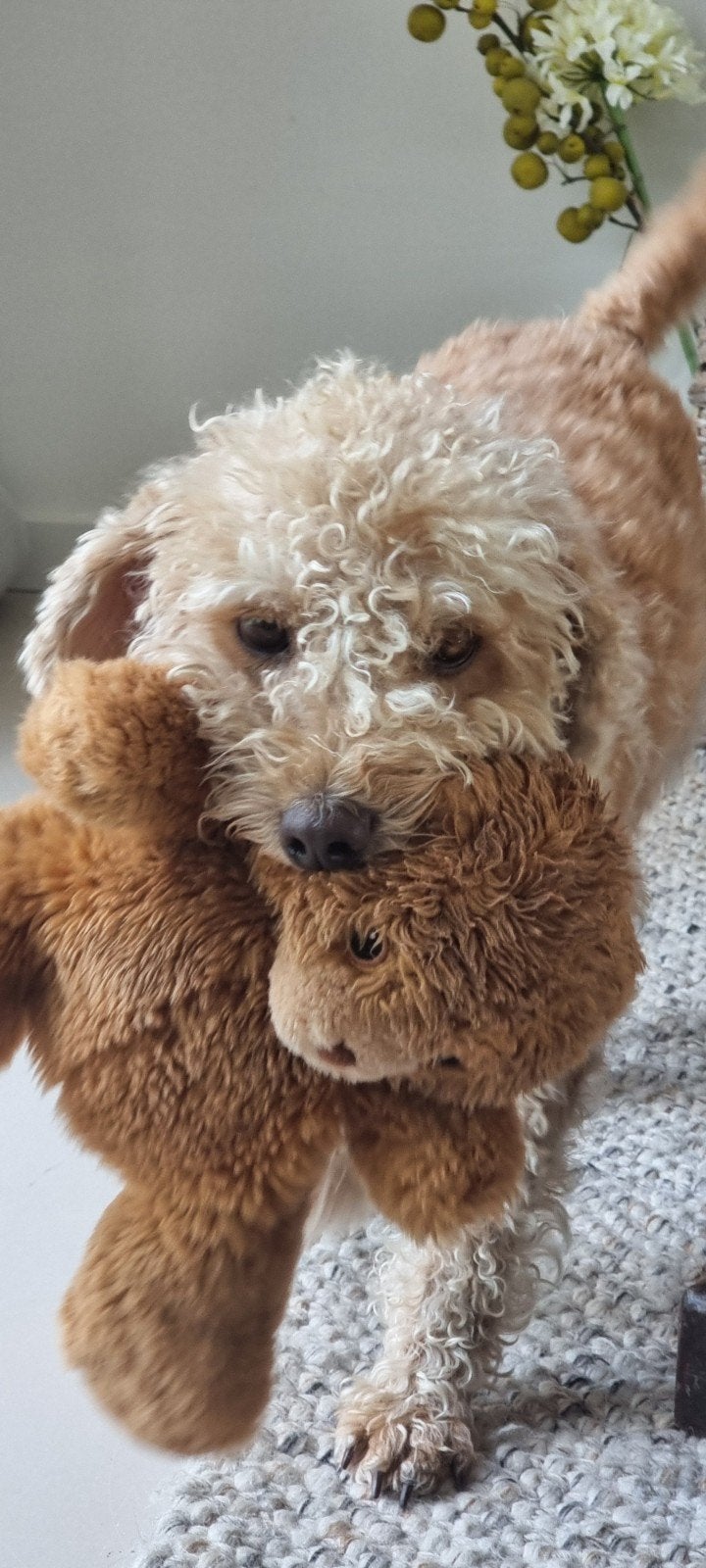 Spike is op zoek naar zijn nieuwe gezin., Reu, Eén hond, CDV (hondenziekte), Nederland