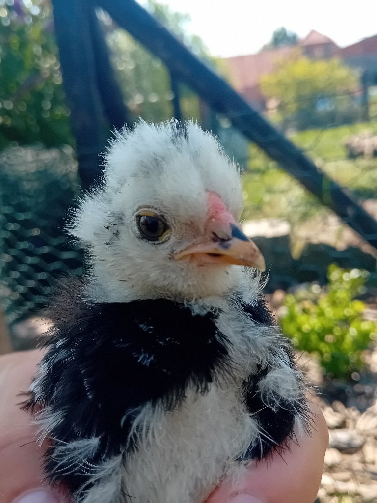 Zwart mottled zijdehoen haan, Mannelijk, Kip
