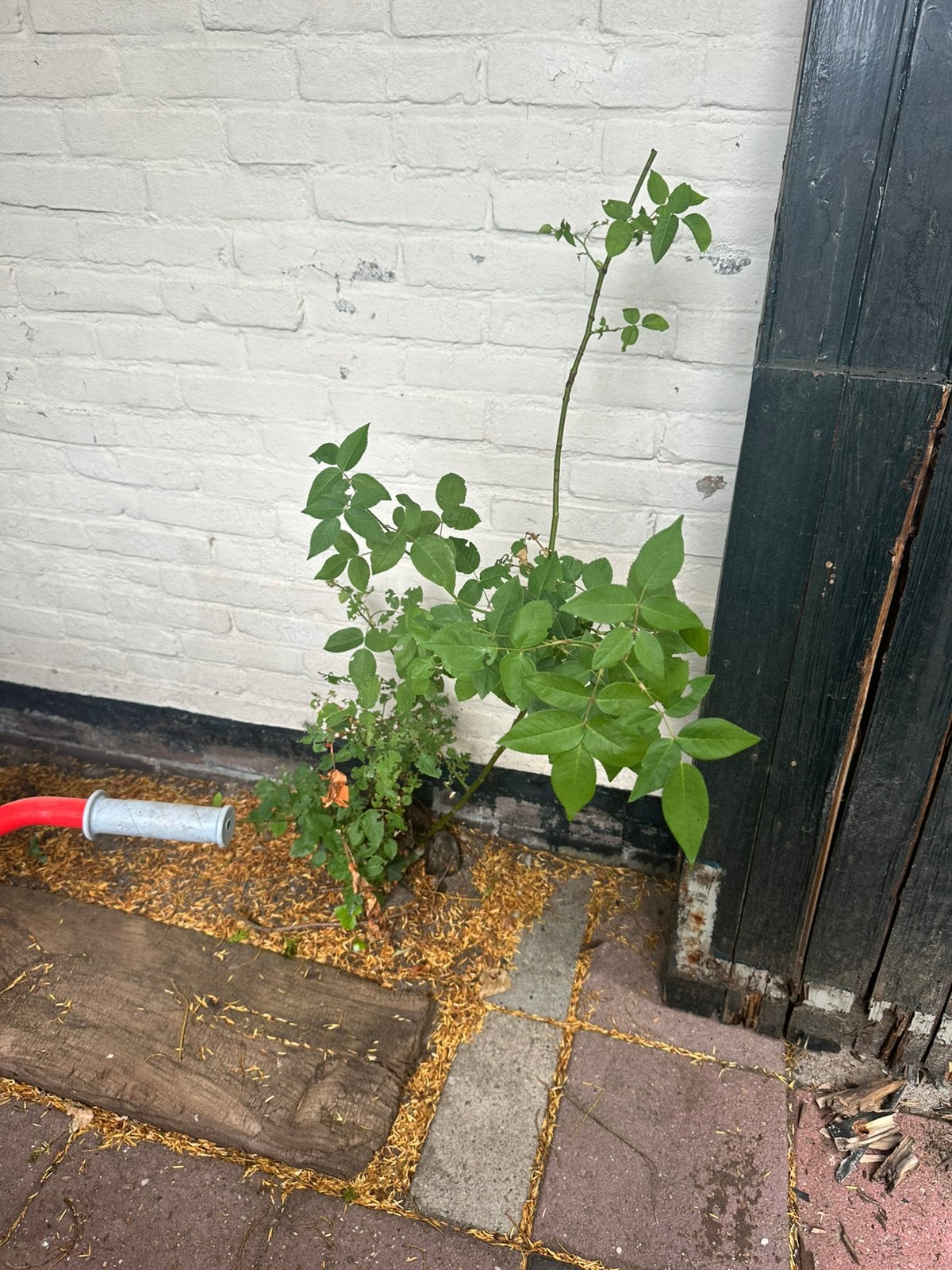 Gratis tuinplanten, Tuin en Terras, Planten | Tuinplanten, Ophalen, Overige soorten, Halfschaduw