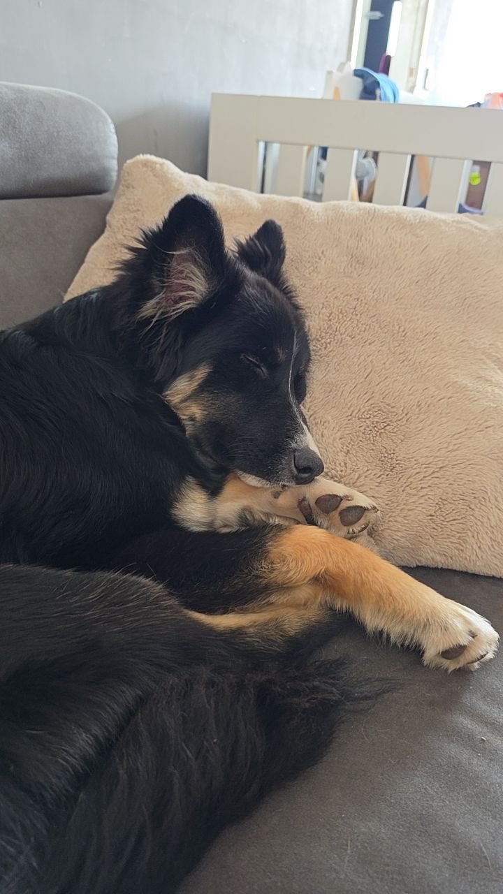 Herplaatser 9 maanden, Dieren en Toebehoren, Rabiës (hondsdolheid), 15 weken tot 1 jaar, Teef, Eén hond