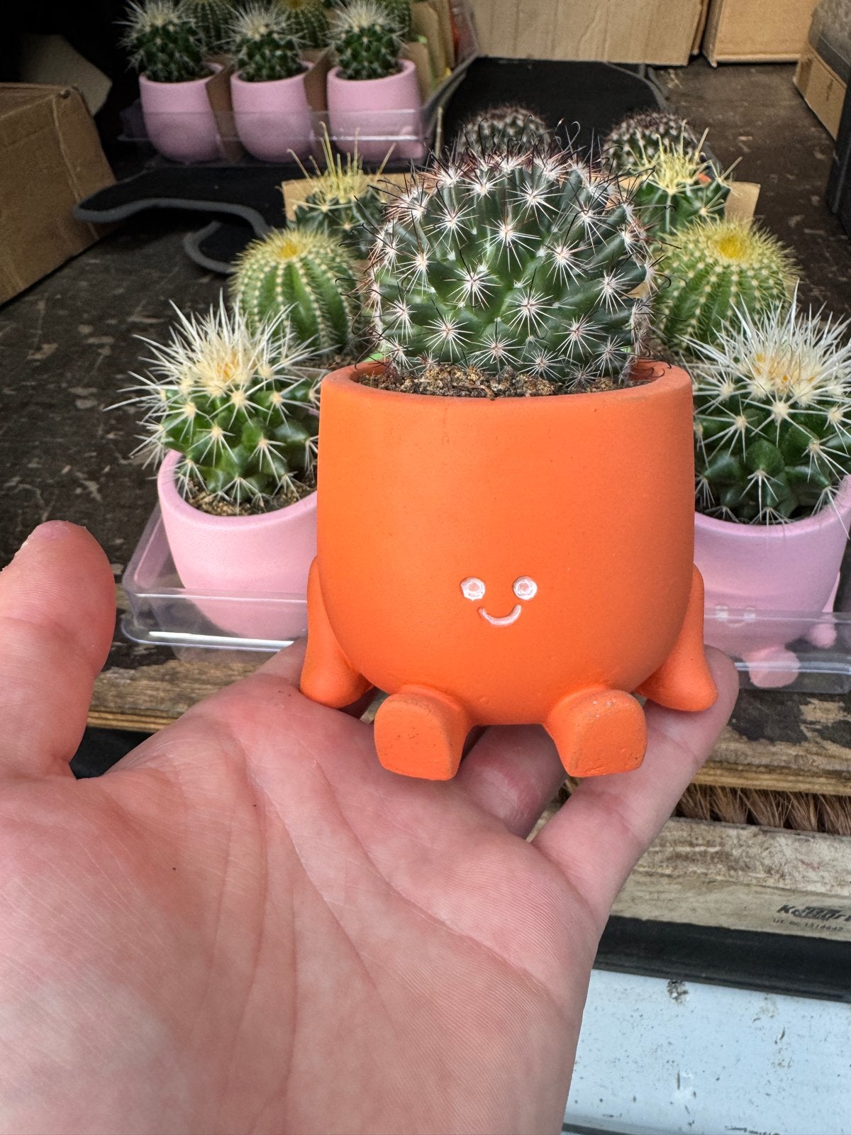 Leuke cactussen in vrolijke potjes, Tuin en Terras, Overige soorten, Volle zon, Vaste plant, Ophalen of Verzenden