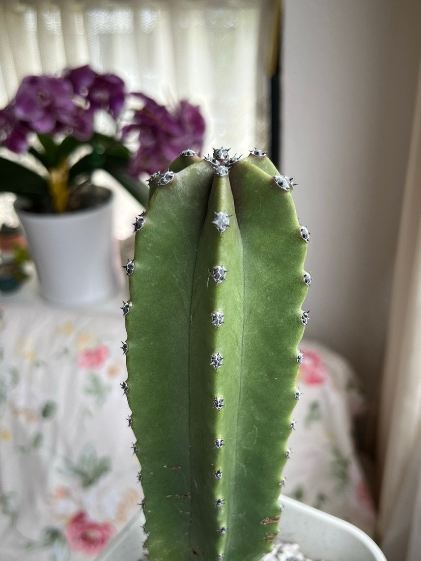 Lophocereus schottii (cactus), Ophalen of Verzenden, Cactus, Minder dan 100 cm, Volle zon