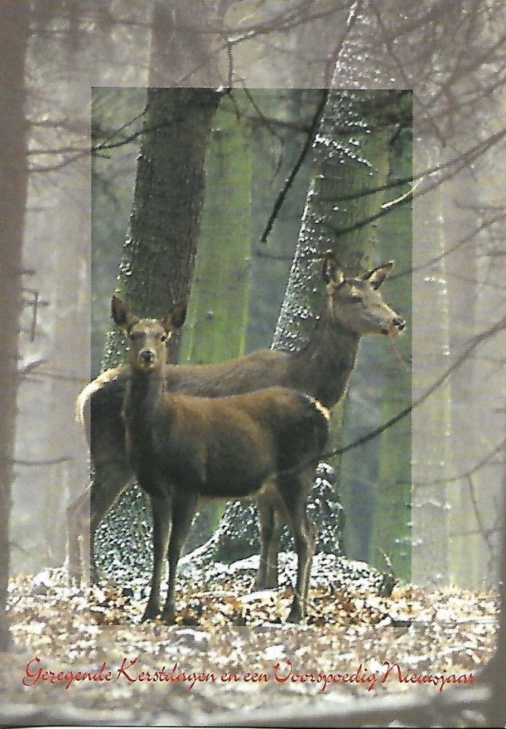 Dieren- -Reeën., Ophalen of Verzenden, 1980 tot heden, Gelopen, Wild dier