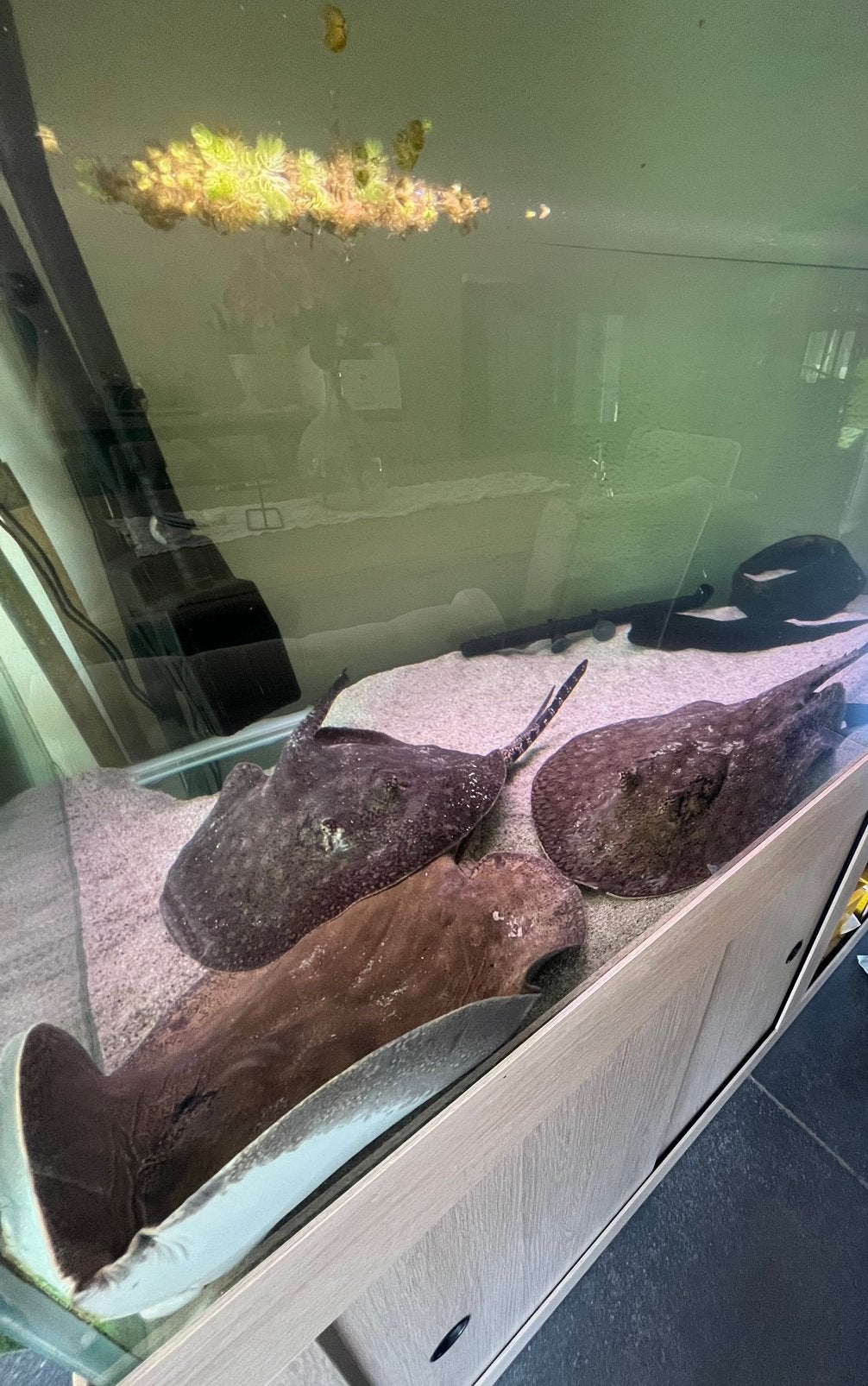 3 Potamotrygons orbignyi, Dieren en Toebehoren, Vis