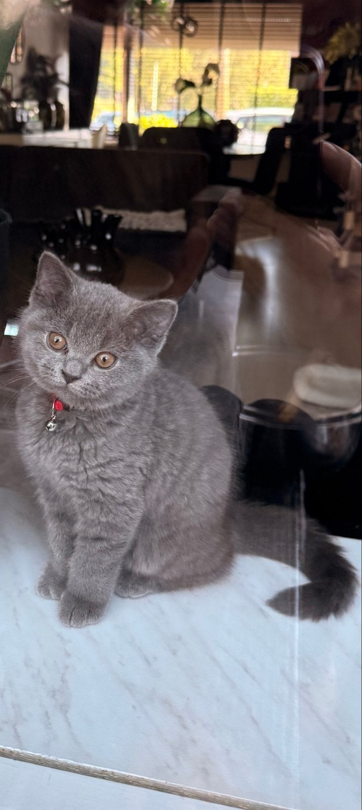 Britse kort haar kater, Kater