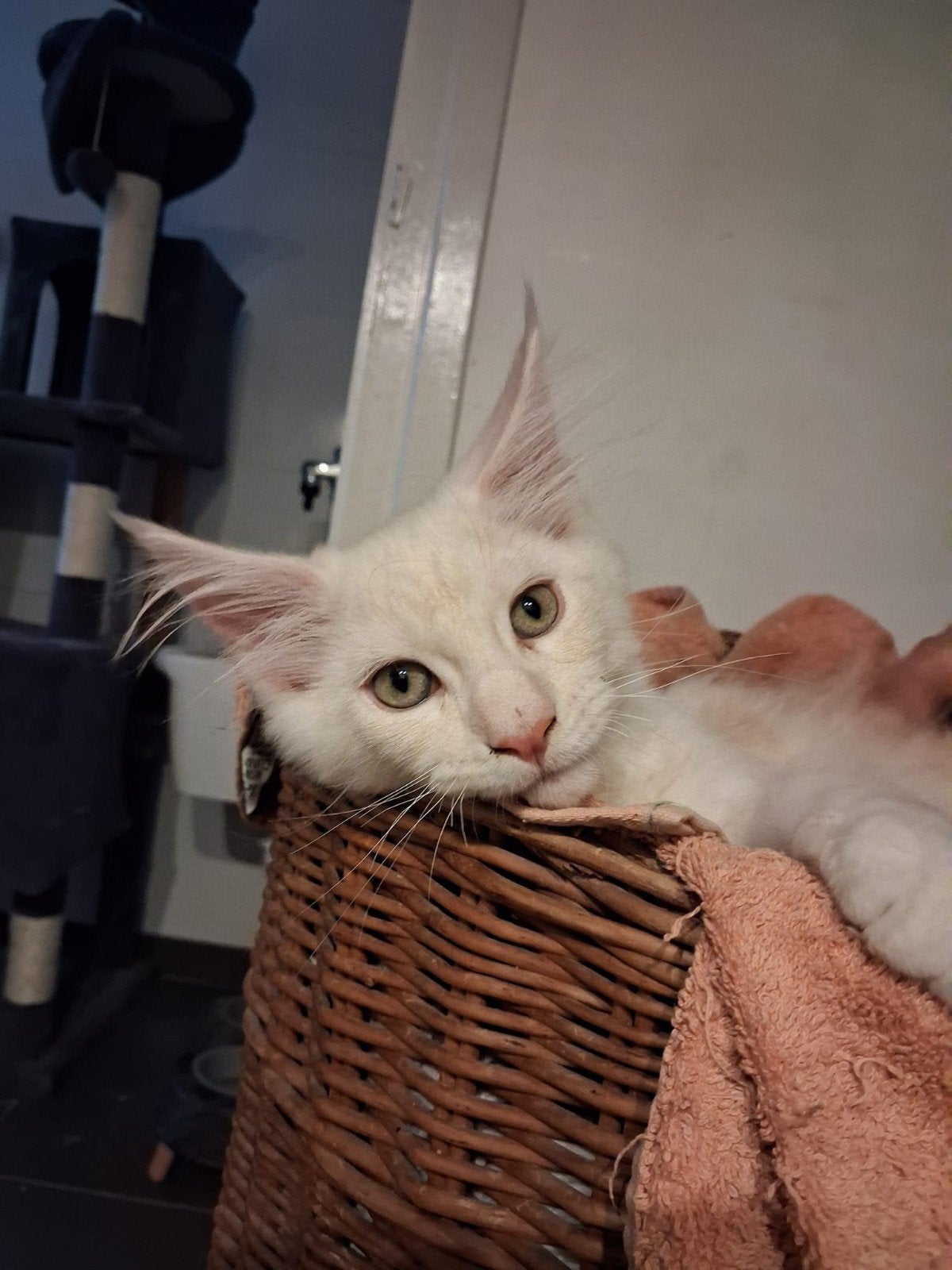Maine coon met stamboom, Meerdere dieren, Met stamboom, 0 tot 2 jaar