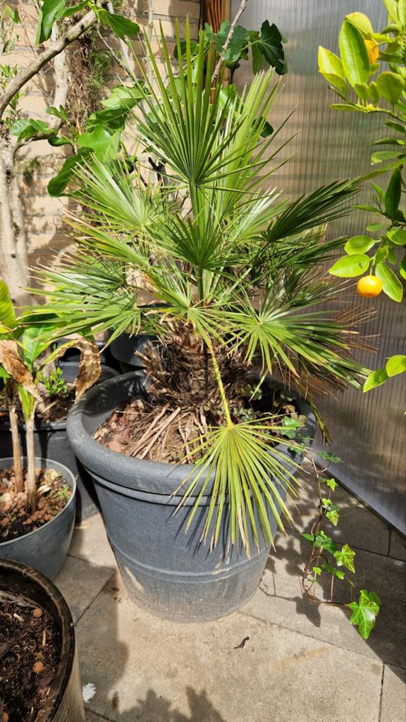 Chamaerops humilis 'Vulcano' pal.boom ncl. pot, Ophalen, Overige soorten, Volle zon