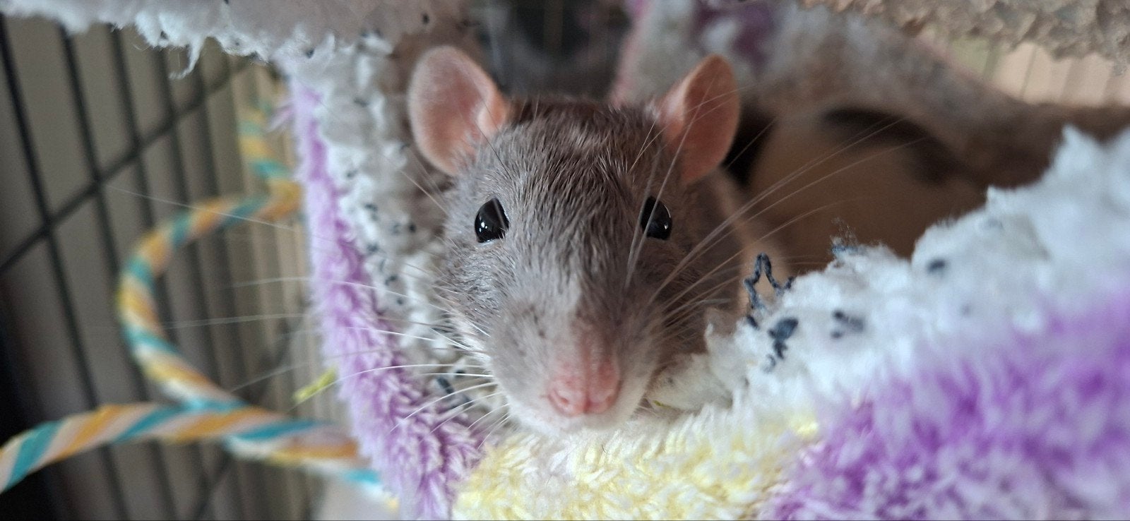 Lief thuis gezocht voor twee jonge ratten (vrouwtjes) ️, Dieren en Toebehoren, Knaagdieren, Oktober, Vrouwelijk, Rat