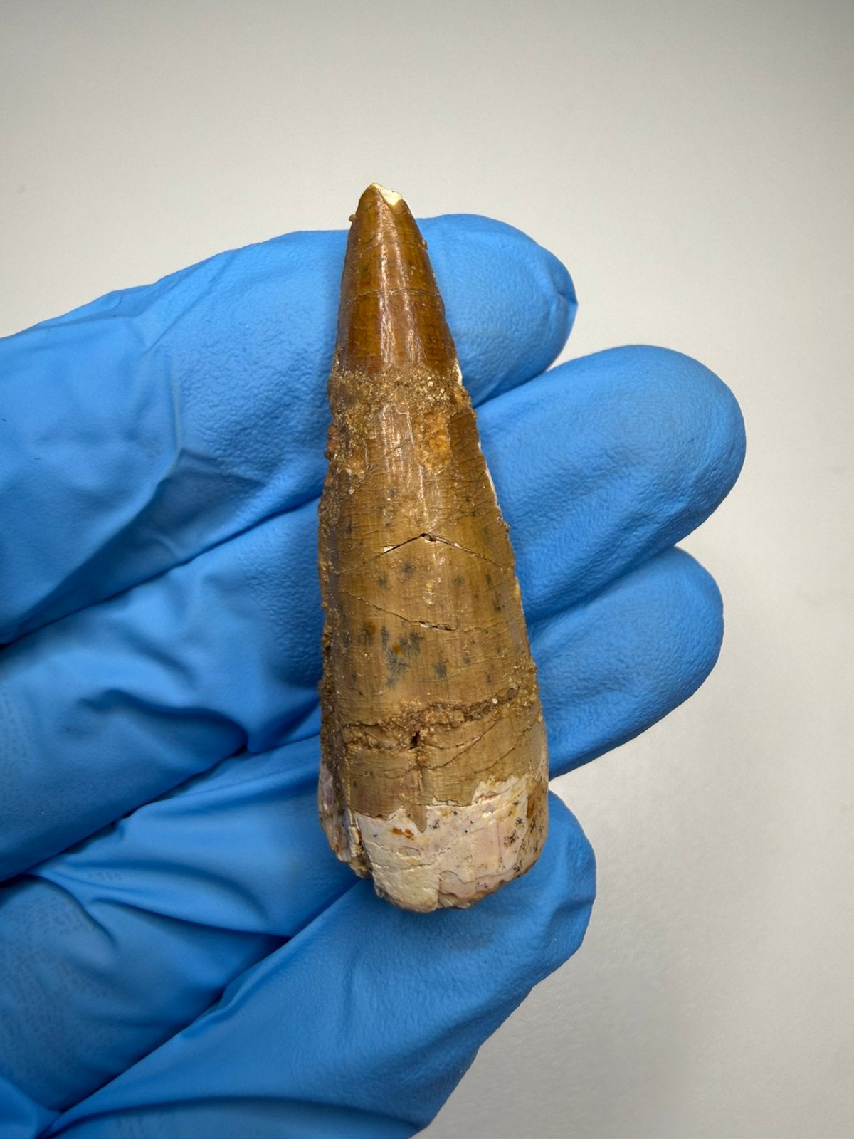 Spinosaurus tand, Ophalen of Verzenden, Fossiel