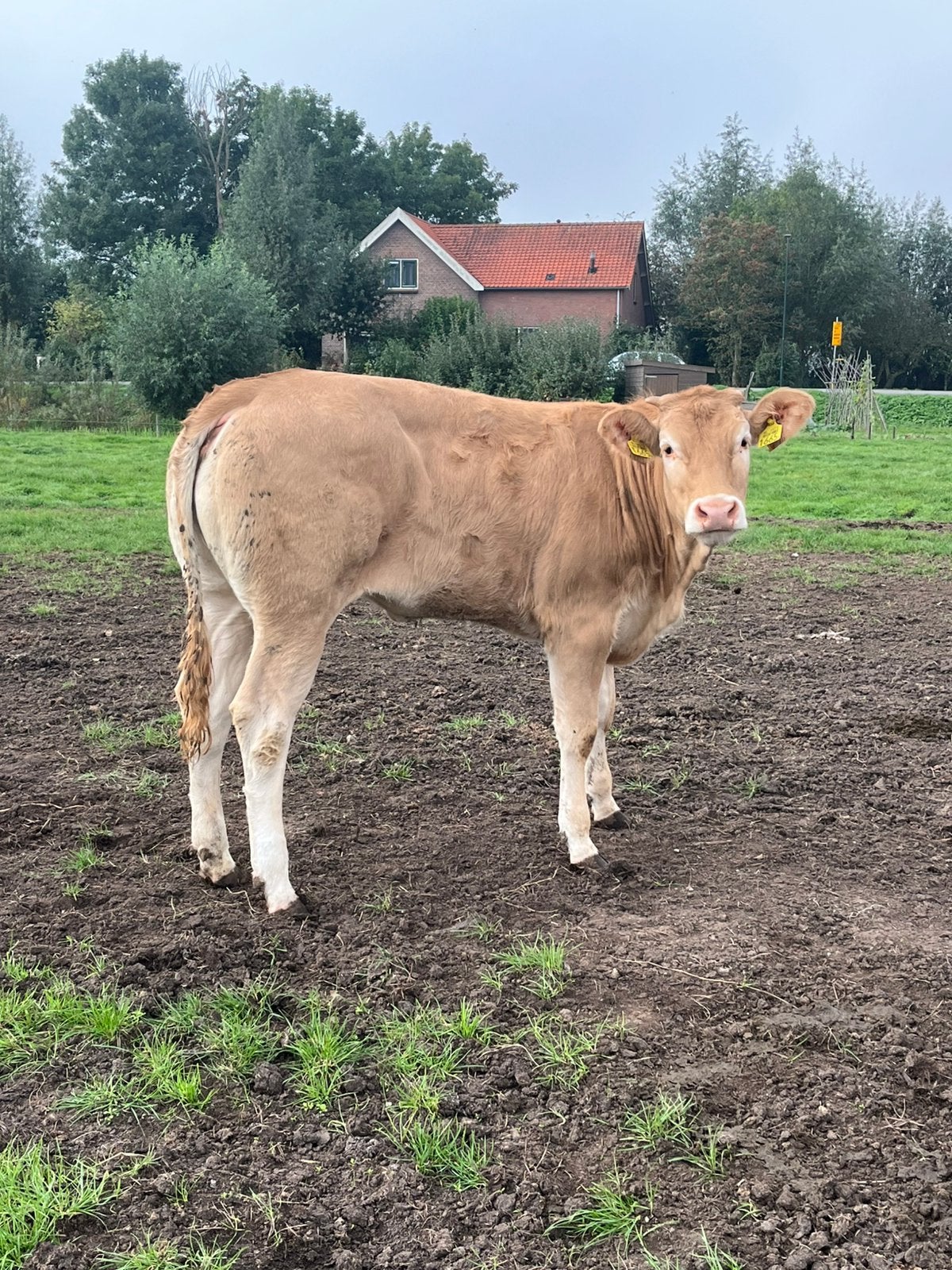 Blonde vaars, Dieren en Toebehoren, Meerdere dieren, 0 tot 2 jaar