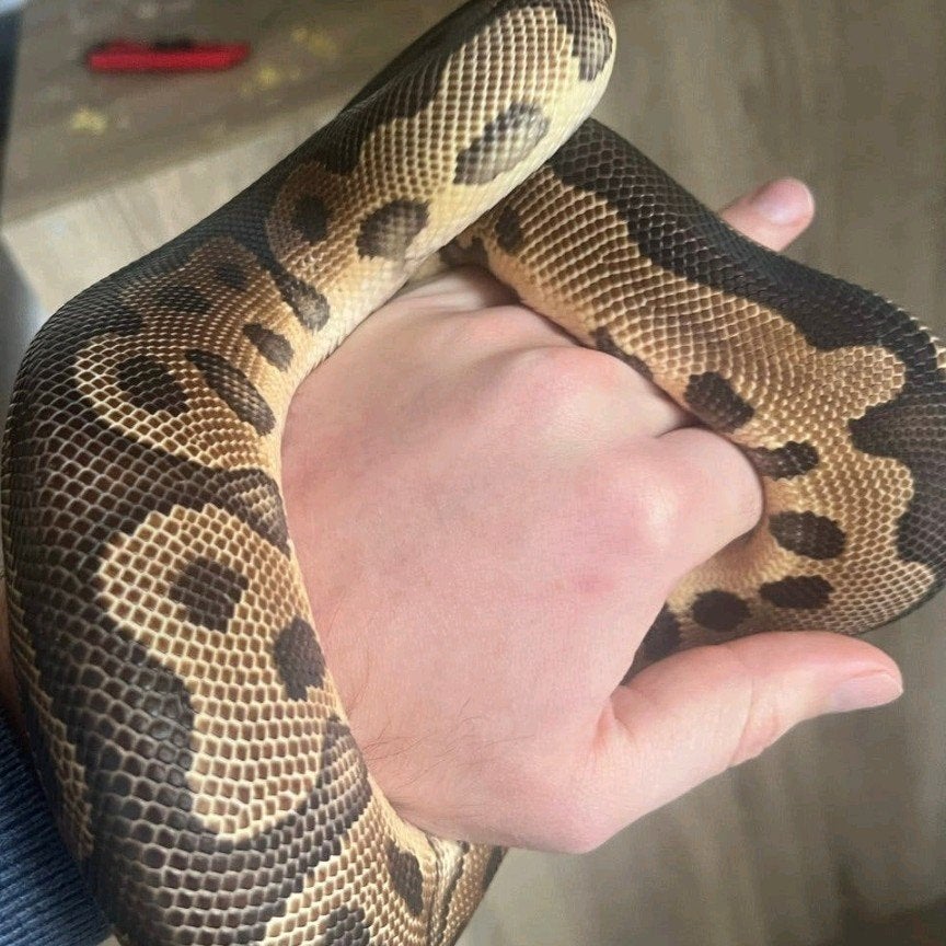 koningpython man ruilen skink, schildpad, gekko, beardie Tortoise photo 2