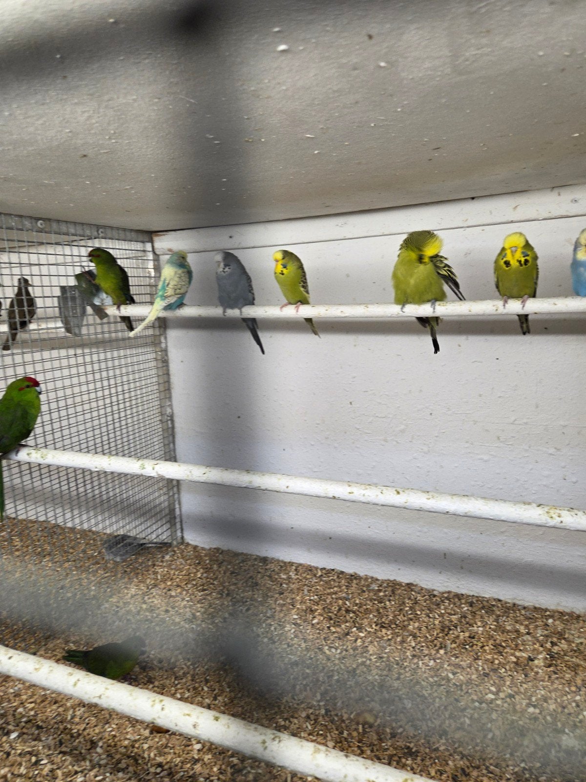 engelse grasparkieten, Dieren en Toebehoren, Vogels | Parkieten en Papegaaien, Meerdere dieren, Parkiet