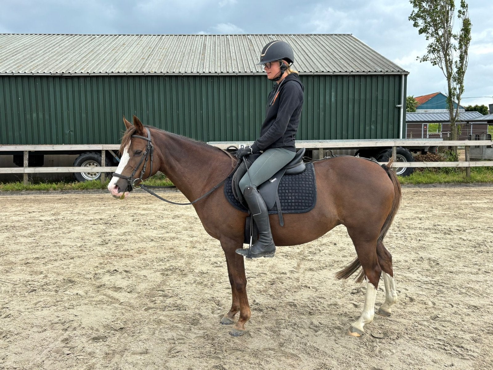 Nrps ervaren D pony, Merrie, Met stamboom, Dressuurpony, 11 jaar of ouder