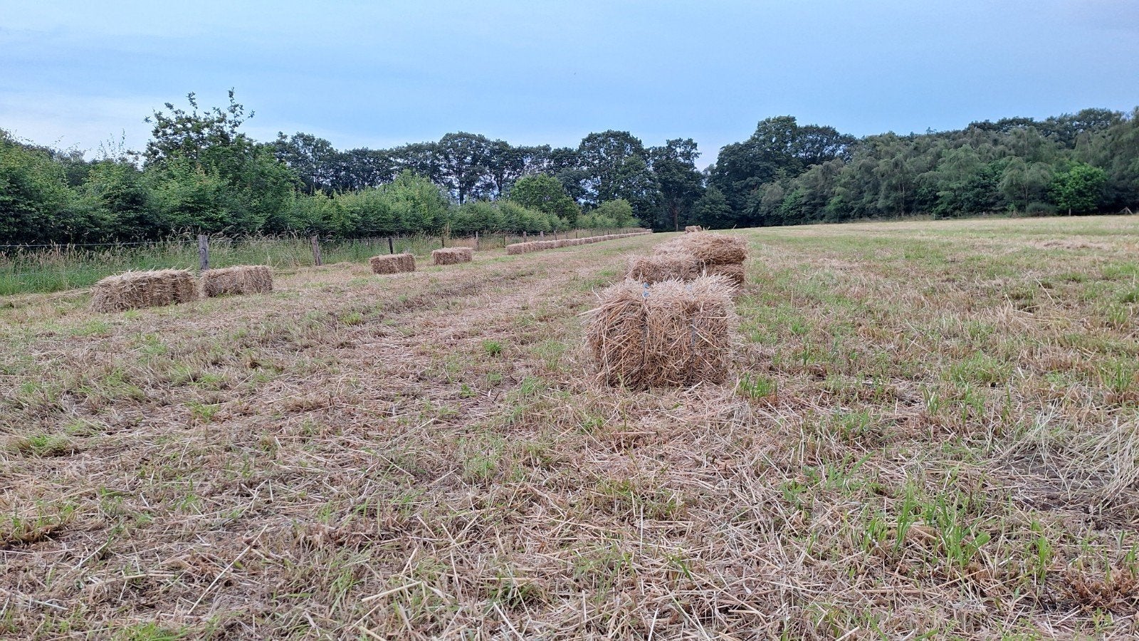 Kleine hooi baaltjes 2026, Ophalen