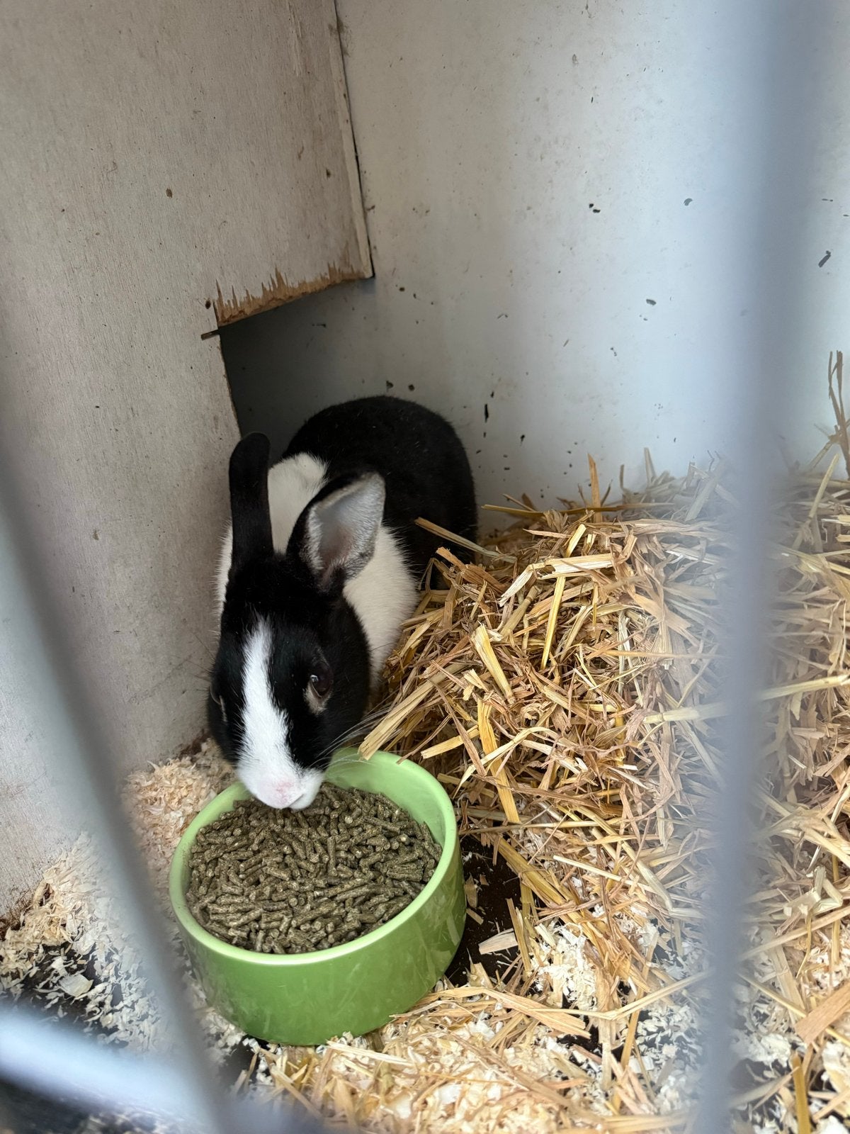 Konijn met hok en toebehoren, Dieren en Toebehoren, Vrouwelijk, 0 tot 2 jaar
