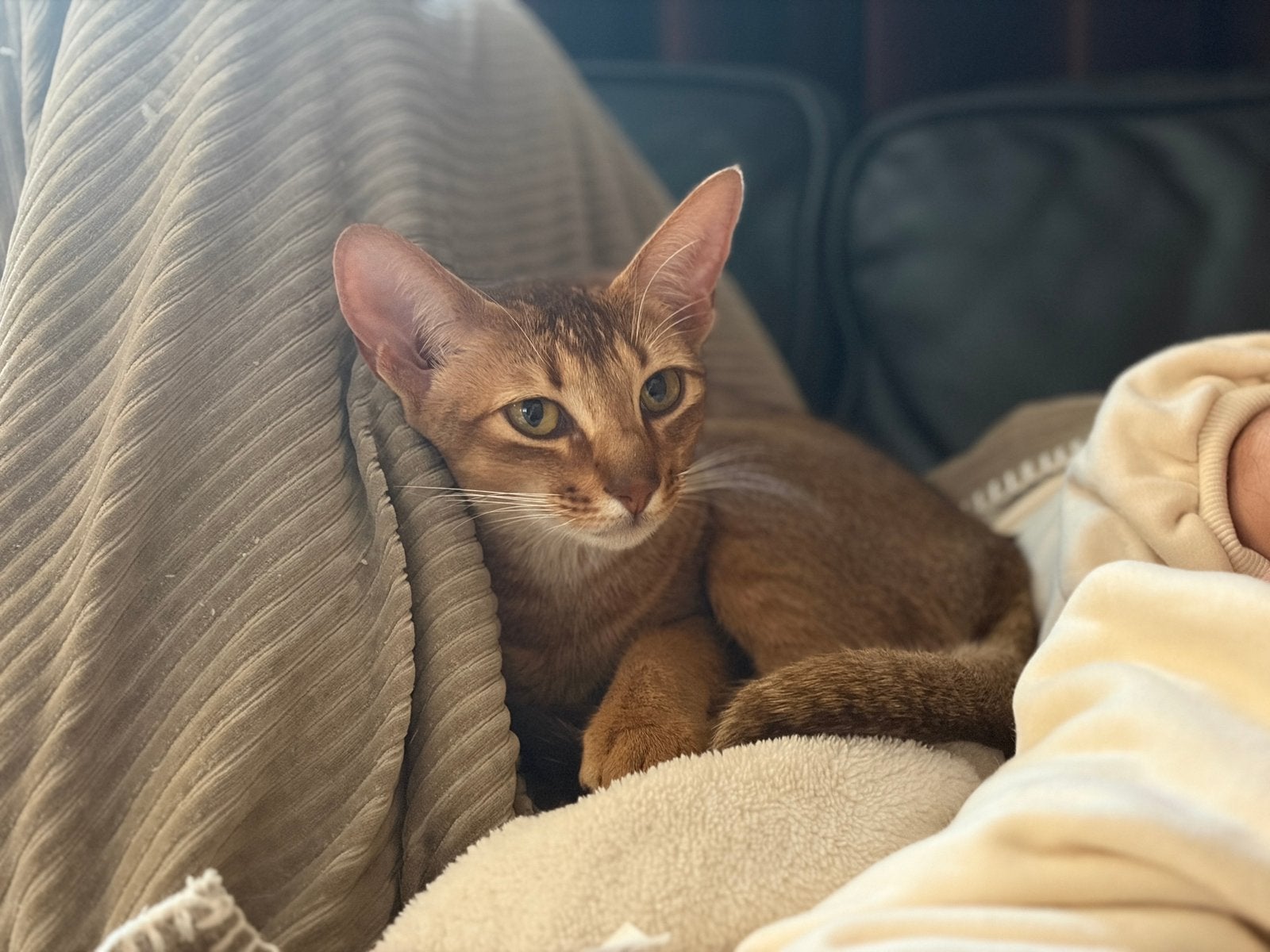 Lieve jonge Abessijn x Oosterse korthaar, Poes