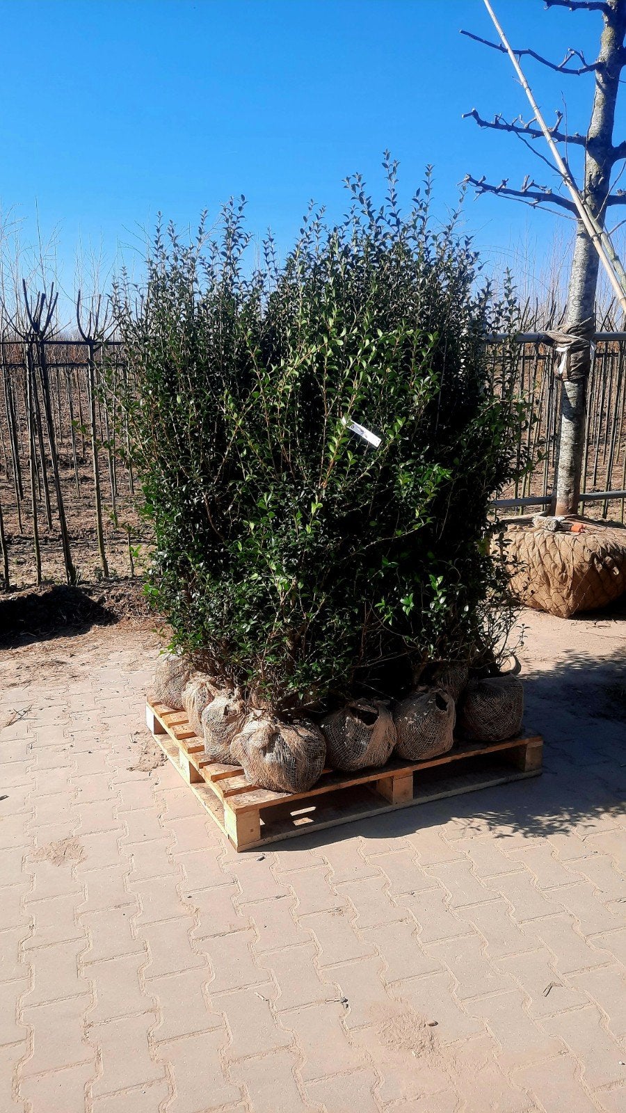 Osmanthus Burkwoodii 🌿 haagplant, Ophalen, Volle zon, Overige soorten