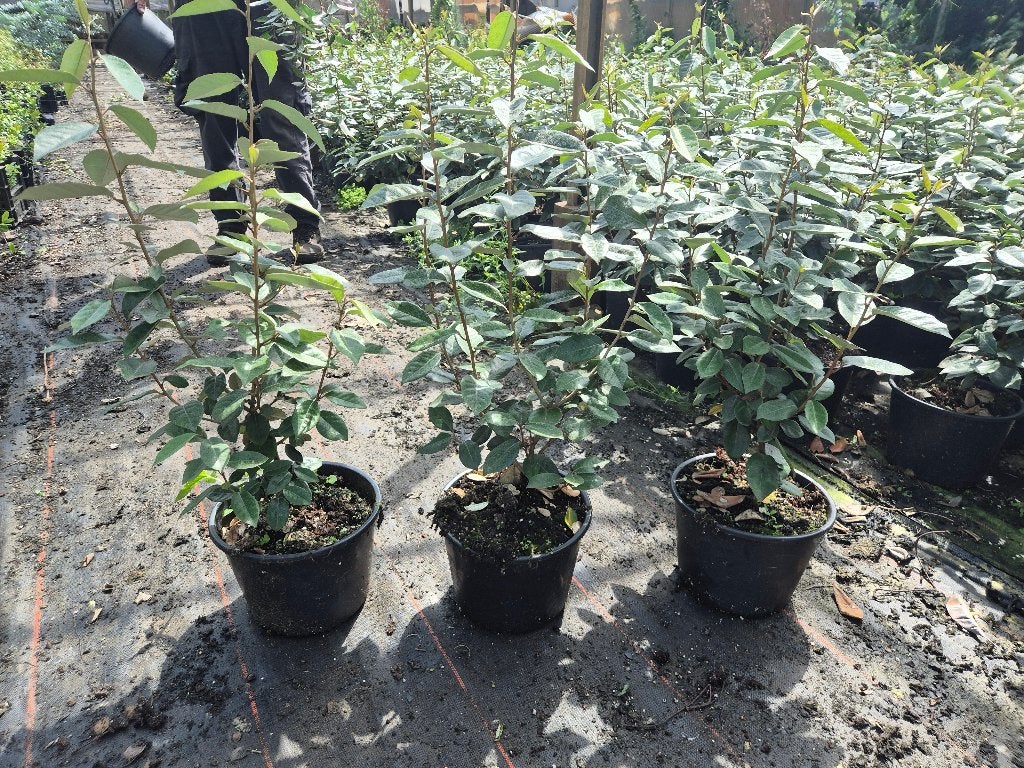 Olijfwilg potgekweekte haagplanten ca. 80 cm hoog, Tuin en Terras, Planten | Struiken en Hagen, Ophalen of Verzenden, Overige soorten