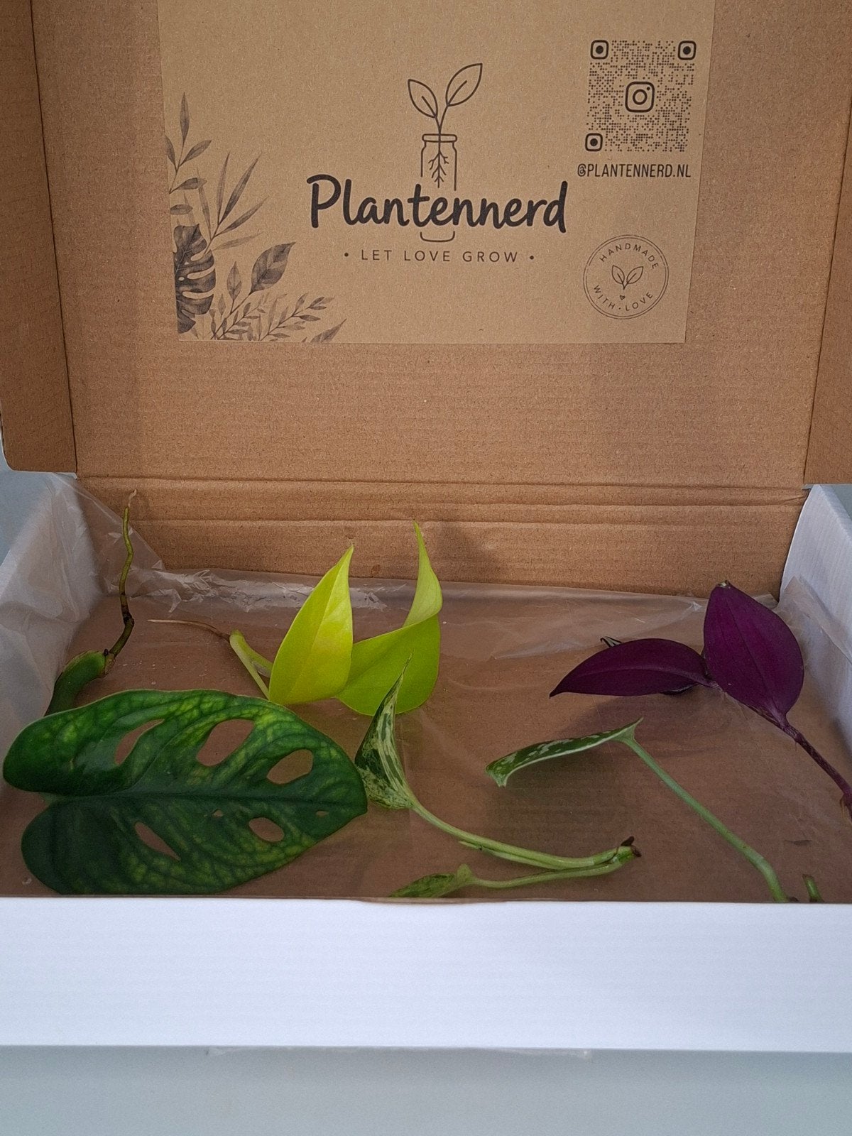 🌱Stekbox | 5 stekken + 🎁, Huis en Inrichting, Kamerplanten, Verzenden, Halfschaduw, Minder dan 100 cm