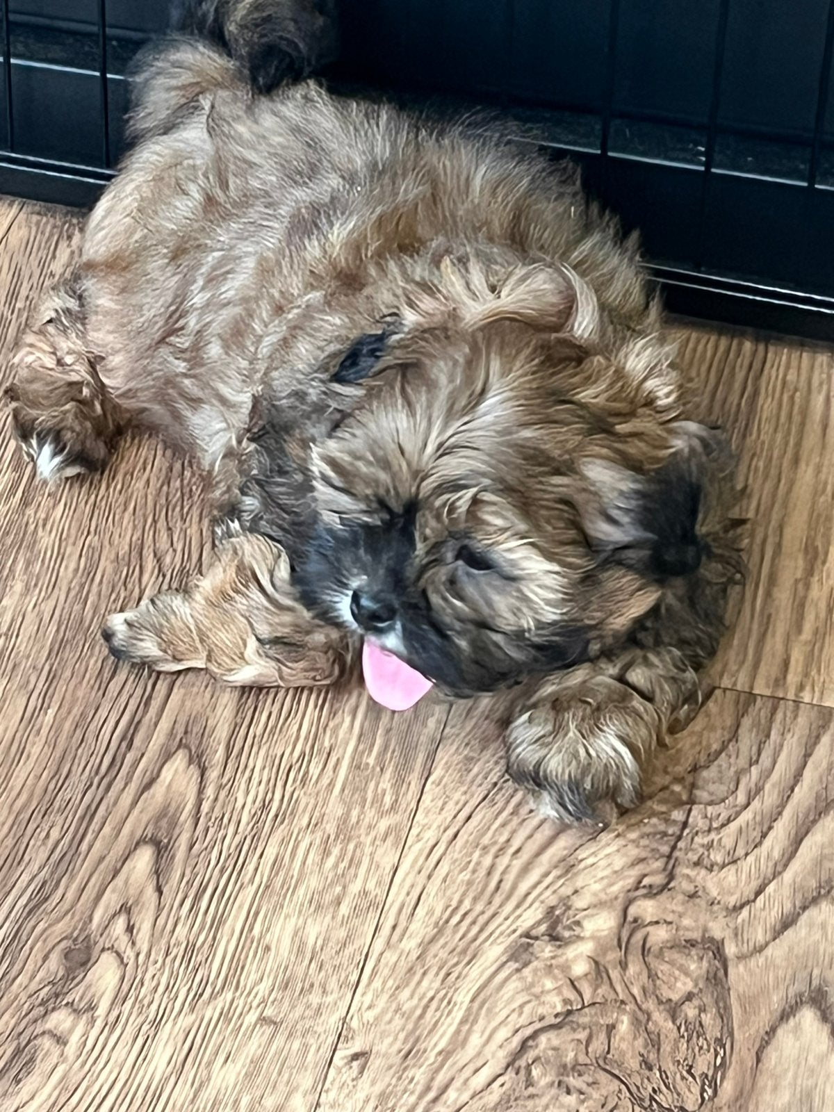 Mooie speelse boomer pups, Dieren en Toebehoren, Honden | Chihuahua's en Gezelschapshonden, Nederland, Parvo, Overige rassen, 8 tot 15 weken