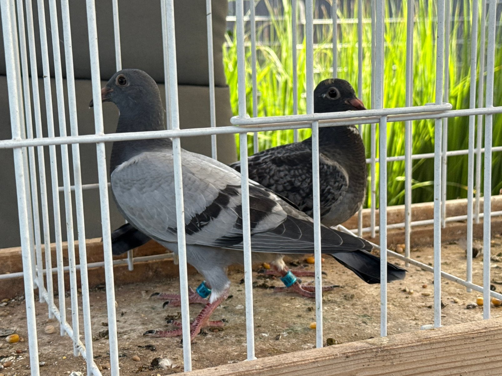 2 jongen lijn broer Olympic Marjolein en dochter Kim, Meerdere dieren, Postduif